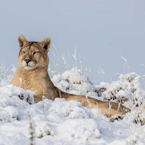 Cougar in snow.